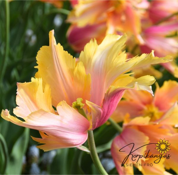 Myöhäinen tulppaani Myöhäinen tulppaani